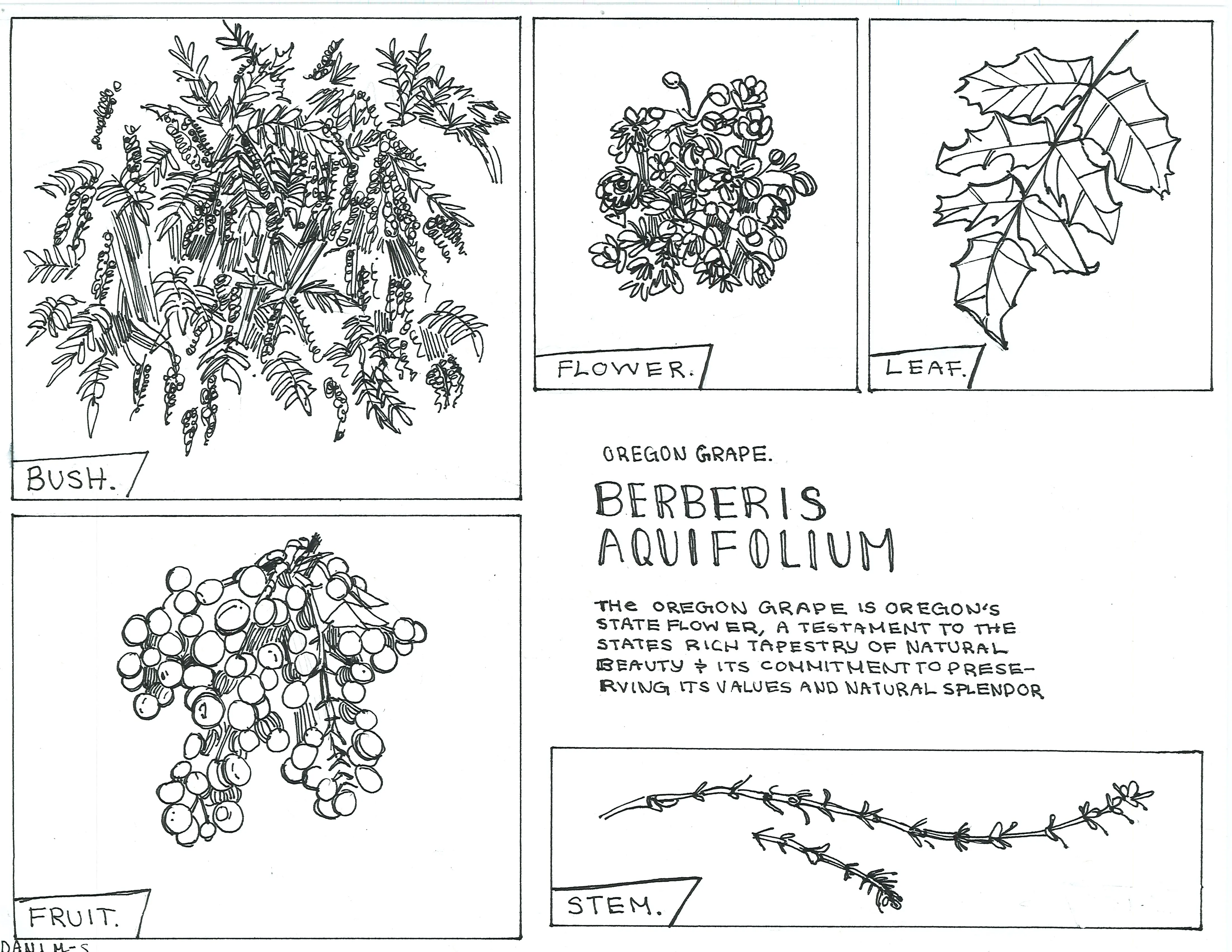 Hand-sketched artwork depicting Oregon grape leaf, flower, bush, fruit, and stem.